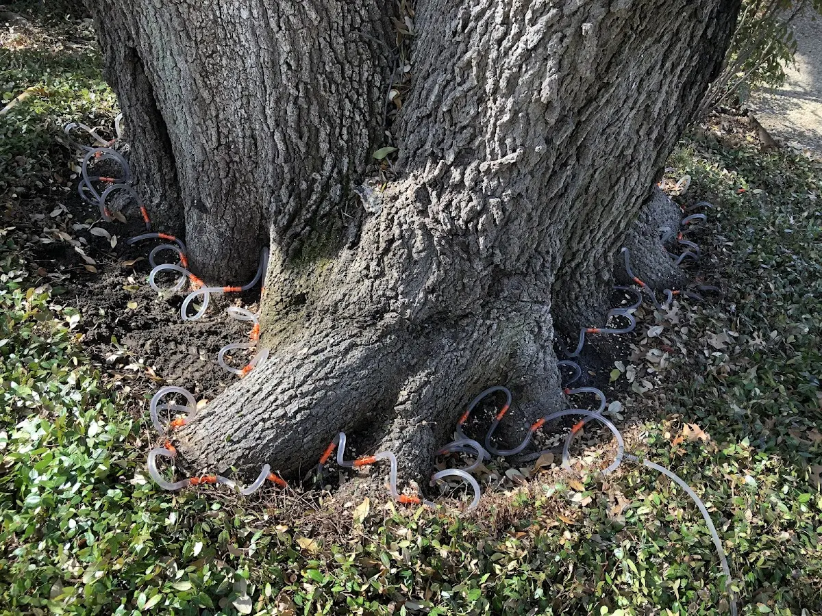 Detailed Tree Cabling and Bracing job site in Waynesboro